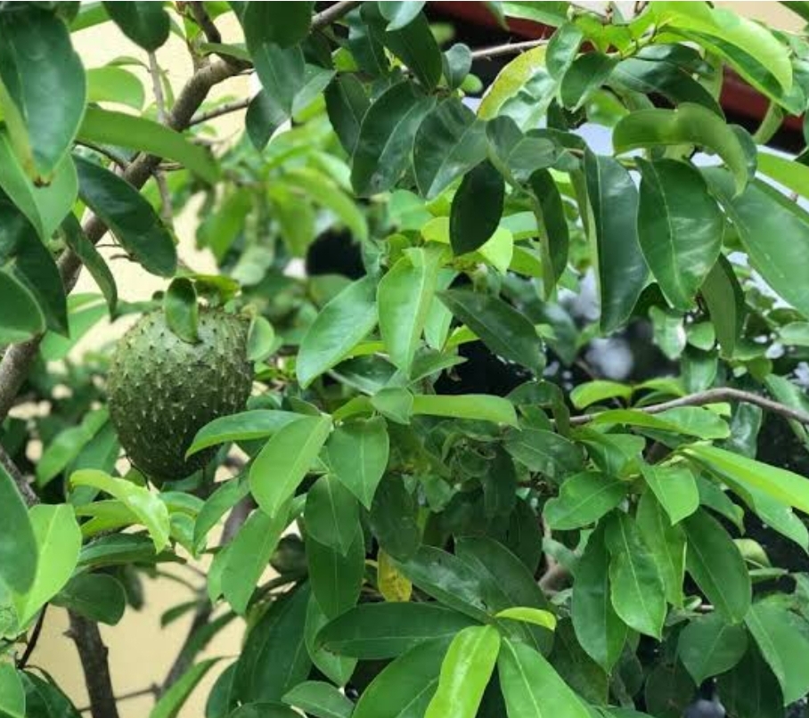 Graviola 500g | Planta Medicinal | Chamel - Imagem 3